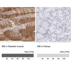 Anti-MB Antibody