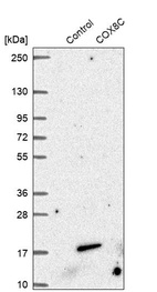 Anti-COX8C Antibody