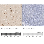Anti-SULT4A1 Antibody