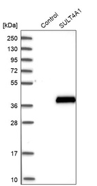 Western blot analysis in control (vector only transfected HEK293T lysate) and SULT4A1 over-expression lysate (Co-expressed with a C-terminal myc-DDK tag (~3.1 kDa) in mammalian HEK293T cells, LY402319).