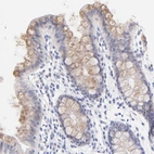 Immunohistochemical staining of human gastrointestinal shows weak granular cytoplasmic positivity in glandular cells.