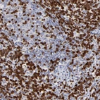 Immunohistochemical staining of human lymph node shows high expression.