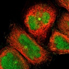 Immunofluorescent staining of human cell line A-431 shows localization to nucleus & microtubule organizing center.