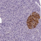 Anti-TSPAN7 Antibody