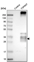 Western blot analysis in control (vector only transfected HEK293T lysate) and tSPAN7 over-expression lysate (Co-expressed with a C-terminal myc-DDK tag (~3.1 kDa) in mammalian HEK293T cells, LY401460).
