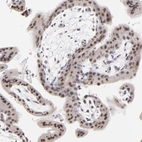 Immunohistochemical staining of human placenta shows strong nuclear positivity in trophoblastic cells.