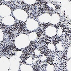 Anti-ZNF589 Antibody