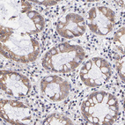 Anti-NSF Antibody