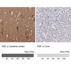 Immunohistochemistry analysis in human cerebral cortex and liver tissues using HPA003154 antibody. Corresponding NSF RNA-seq data are presented for the same tissues.
