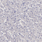 Anti-NSF Antibody