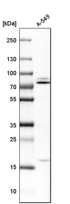 Western blot analysis in human cell line A-549.