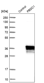 Western blot analysis in control (vector only transfected HEK293T lysate) and PBDC1 over-expression lysate (Co-expressed with a C-terminal myc-DDK tag (~3.1 kDa) in mammalian HEK293T cells, LY413940).