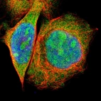 Immunofluorescent staining of human cell line A-431 shows positivity in nucleus, nucleoli & cytoplasm.