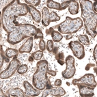Immunohistochemical staining of human placenta shows moderate cytoplasmic/ membranous positivity in trophoblastic cells.