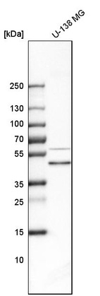 Western blot analysis in human cell line U-138 MG.