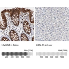 Anti-LGALS3 Antibody