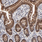Immunohistochemical staining of human small intestine shows strong cytoplasmic positivity in glandular cells.