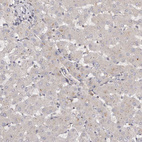 Anti-GTPBP1 Antibody