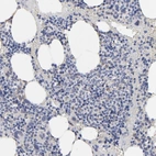 Immunohistochemical staining of human bone marrow shows low expression as expected.