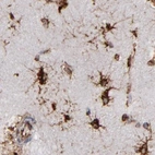 Immunohistochemical staining of human cerebral cortex using Anti-KTN1 antibody HPA003178.
