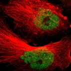 Immunofluorescent staining of human cell line U-251 MG shows localization to nucleoplasm.