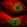 Anti-MED15 Antibody