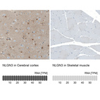 Anti-NLGN3 Antibody