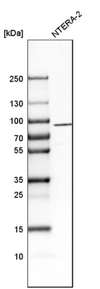 Western blot analysis in human cell line NTERA-2.