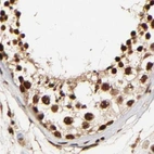 Immunohistochemical staining of human testis using Anti-MED12 antibody HPA003184.