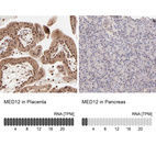 Anti-MED12 Antibody