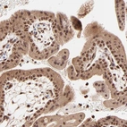 Immunohistochemical staining of human placenta shows high expression.