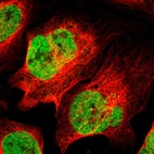 Immunofluorescent staining of human cell line U-2 OS shows localization to nucleoplasm.