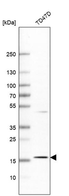 Anti-APOO Antibody