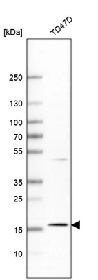 Anti-APOO Antibody
