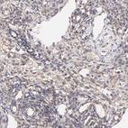 Anti-SCUBE1 Antibody