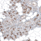 Immunohistochemical staining of human salivary gland shows strong positivity in apical membrane in glandular cells.