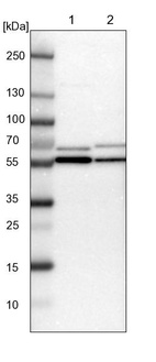 Lane 1: NIH-3T3 cell lysate (Mouse embryonic fibroblast cells)_br/_Lane 2: NBT-II cell lysate (Rat Wistar bladder tumour cells)