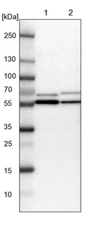 Lane 1: NIH-3T3 cell lysate (Mouse embryonic fibroblast cells)_br/_Lane 2: NBT-II cell lysate (Rat Wistar bladder tumour cells)