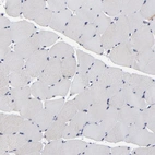 Immunohistochemical staining of human skeletal muscle shows low expression as expected.