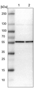 Lane 1: NIH-3T3 cell lysate (Mouse embryonic fibroblast cells)_br/_Lane 2: NBT-II cell lysate (Rat Wistar bladder tumour cells)