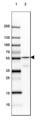 Lane 1: Marker [kDa] 250, 130, 100, 70, 55, 35, 25, 15, 10_br/_Lane 2: Mouse Cerebral Cortex tissue
