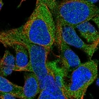 Immunofluorescent staining of human cell line HEK 293 shows localization to cytosol.