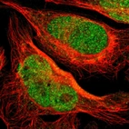 Immunofluorescent staining of human cell line U-2 OS shows localization to nucleus.