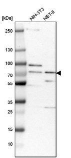 Western blot analysis in mouse cell line NIH-3T3 and rat cell line NBT-II.