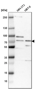 Western blot analysis in mouse cell line NIH-3T3 and rat cell line NBT-II.