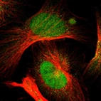 Immunofluorescent staining of human cell line U-251 MG shows localization to nucleus & cytosol.