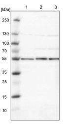 Lane 1: NIH-3T3 cell lysate (Mouse embryonic fibroblast cells)_br/_Lane 2: NBT-II cell lysate (Rat Wistar bladder tumour cells)_br/_Lane 3: PC12 cell lysate (Pheochromocytoma of rat adrenal medulla)