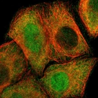 Immunofluorescent staining of human cell line A-431 shows localization to nucleus & cytosol.