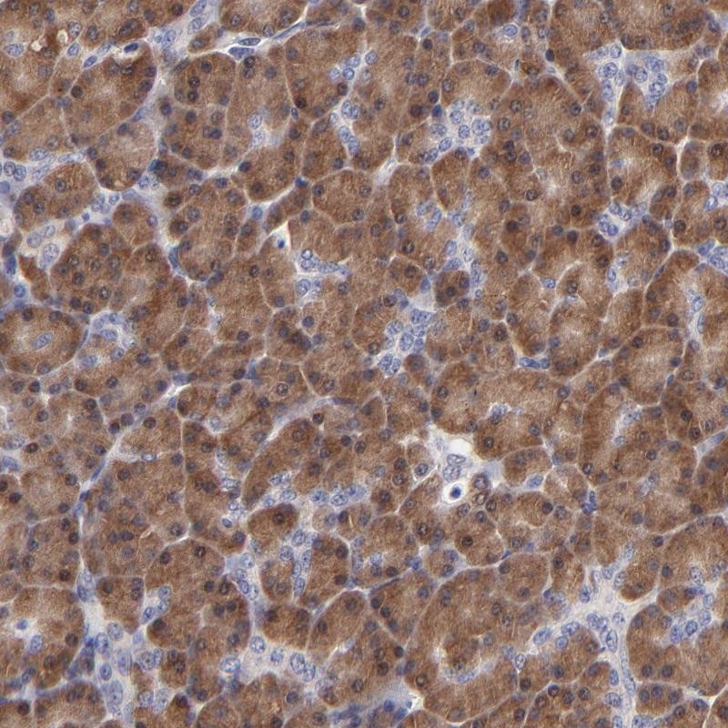 Anti-ZNF155 Antibody