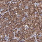 Anti-ZNF155 Antibody